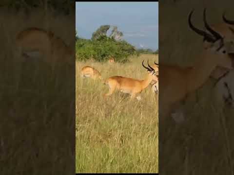 QUEEN ELIZABETH NATIONAL PARK #animals #disney #wildlife #viralvideo #viralshort #viralshorts