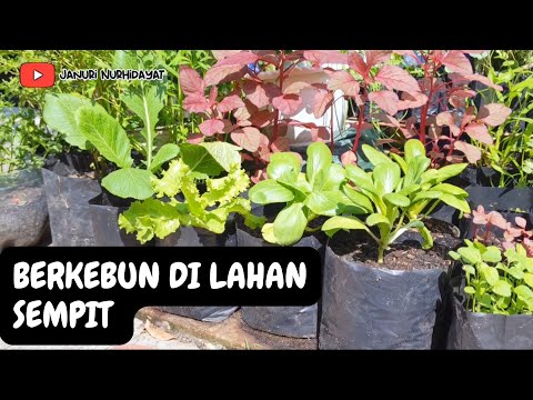 Berkebun di lahan sempit dengan polybag