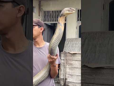 THE REAL KING OF SNAKES 🐍 #shortvideo