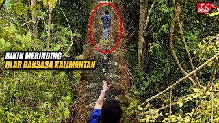 Hutan Kalimantan Gempar!! Penampakan Tubuh Ular Raksasa Terinjak Kaki Seorang Warga. Bikin Merinding