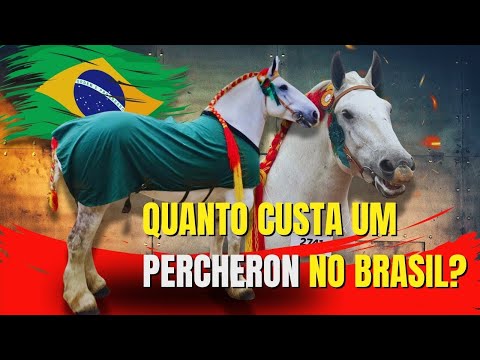 Os valores do cavalo PERCHERON  no Brasil E exterior. Veja quanto custa um cavalo puro.