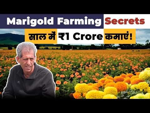 कितना लगता है  Marigold Farm शुरू करने में – Complete Cost Analysis!