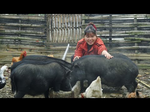 Xuan Harvesting pumpkins for sale, growing sweet potato vines, raising pigs and chickens.