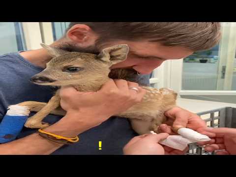 Saved Baby Deer Who Got Hit Then Left Motionlessly In Badly Injured On Street