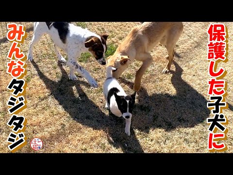 【子犬　保護】保護した子犬にみんなタジタジ