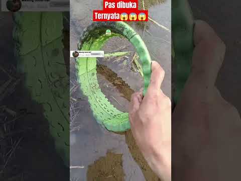 PENEMUAN IKAN CHANNA TERBESAR DISAWAH  - IKAN CHANNA #shorts #channa #limbata #viral