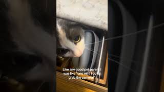 This cat 😂 #funny #mycat #catlife #stuckinside  #meow #fyp #foryou  #foryoupage #foryourpage #haha