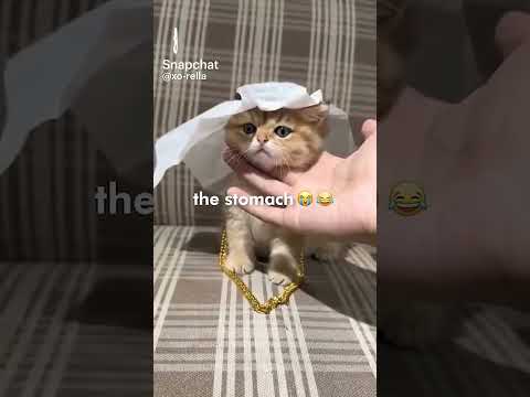 Habibi😄