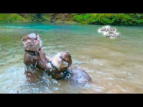 Otter Suddenly Excited About the Long Trip [Otter Life Day 852]