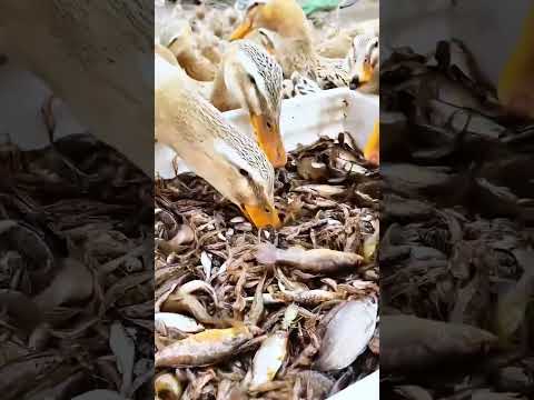 হাঁসকে কেন ছোট মাছ খাওয়ানো হয় দেখুন। #shortsvideo