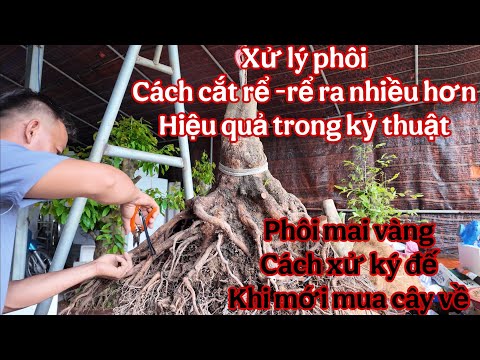 cách xử lý đế ( rể ) trồng mai vàng hiệu quả , kỷ thuật chăm sóc mai vàng