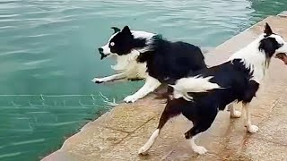 Fails so bad you don’t know whether to laugh or cry 🐧 Funniest Animals Part 2