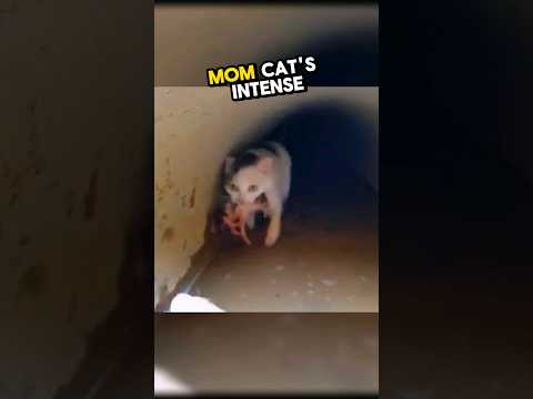 This heroic mom cat saved her kittens from a flooded drainpipe 🥹💕 #wholesome