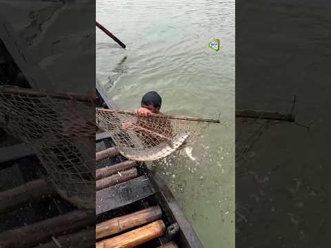 Is this the golden sand of Gonza fish?