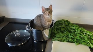 LOS NUEVOS GATITOS HAN CRECIDO