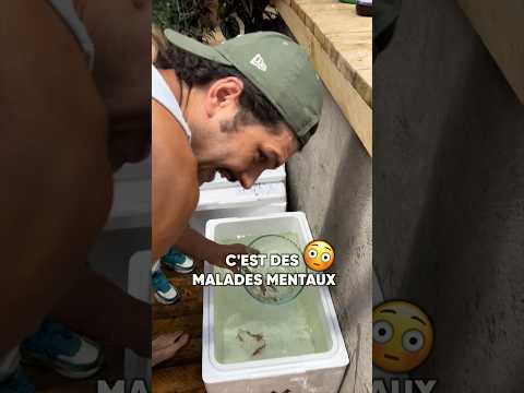 JE RELÂCHE LES PIRANHAS 😤