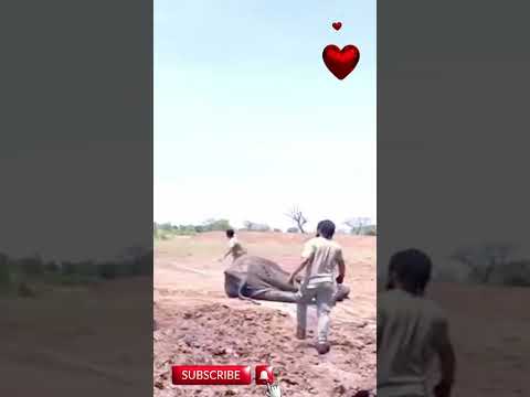 Emergency Elephant Rescue Mission Real Life Wildlife Heroism