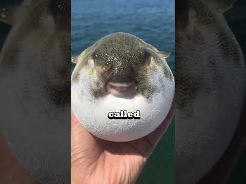 Do not TOUCH this fish! ?