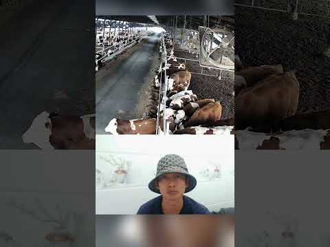 Cow videos #cow #cowvideos