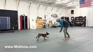 11 week old puppy heeling