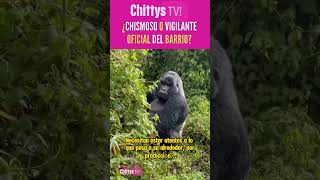 El verdadero "Rey del Chisme" #culturaanimal #diamundialdelosanimales