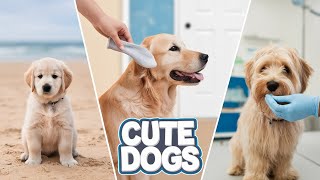 All the things that make us love dogs - all in one video 🥰