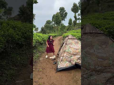 Situasi diperkebunan