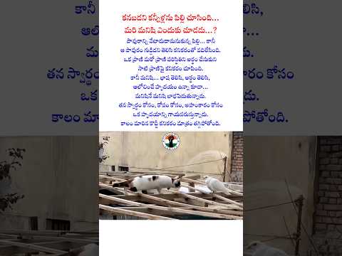 కనబడని కన్నీళ్లను పిల్లి చూసింది… మరి మనిషి ఎందుకు చూడడు...? #humanity #kindness #cat #pigeon
