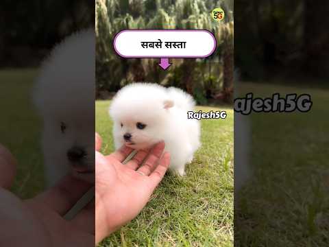 Teacup dog price | Pomeranian puppies | toy pom dog price in India #viral #cutedog  #shorts