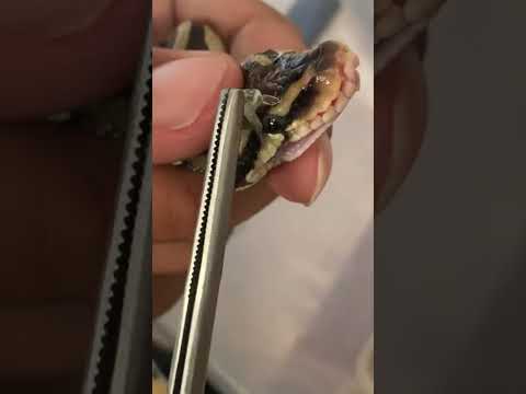 Intense Eye cap removal !!