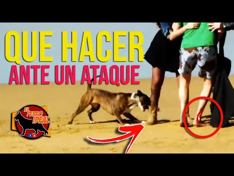 QUE HACER SI TE ATACA UN PERRO!! (100% FUNCIONAL)