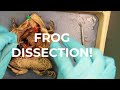 Frog Anatomy and Dissection Concepts