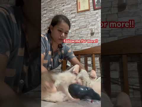 My very good girl husky ? #utube  #follow  #trending #tiktok #filipino #relatable