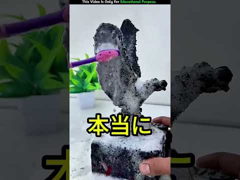 道路脇でワシを見つけた🦅