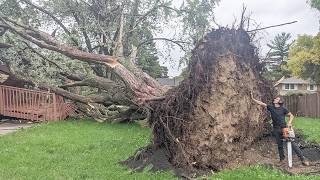 Sawing a Maple Tree That Fell on a House