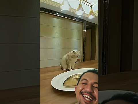 KELASSSSS.. 🤣🤣🤣🤣 #shortvideo #funnycats #youtubeshorts #pemula