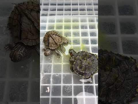 Two Headed Six Legged Turtle Update‼️
