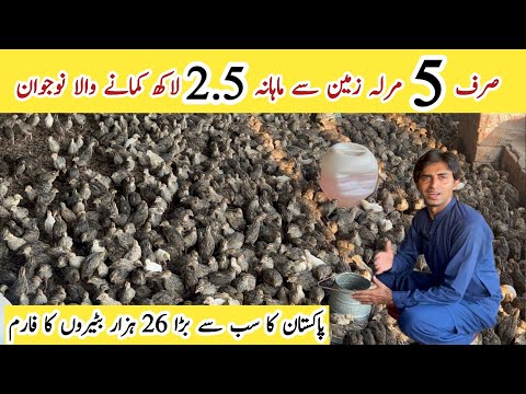 How to start Batair / Quail Farming Bussiness in Pakistan ll Pak Biggest Betair Farm