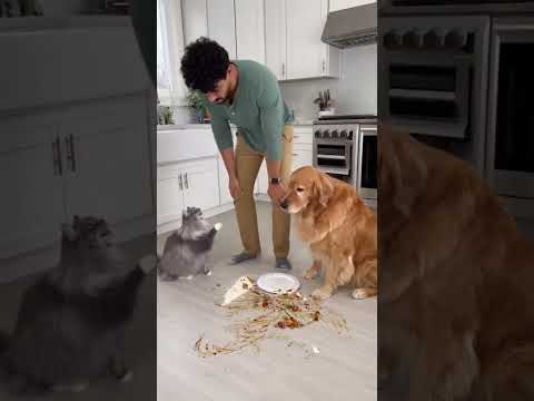 Cat Get Blamed But It Defend itself