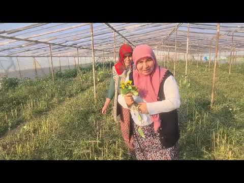 ÜLKER HANIM İLE GEZMELER KIŞ AYINDA ÇITIR ÇITIR BİBER TOPLADIK GELECEK MİSAFİRLERİMİZE YEMEK HAZIRLI