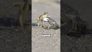 Kaplumbağa Yavrularının İmkansız Yolculuğu! 🐢🌊😭 #shorts