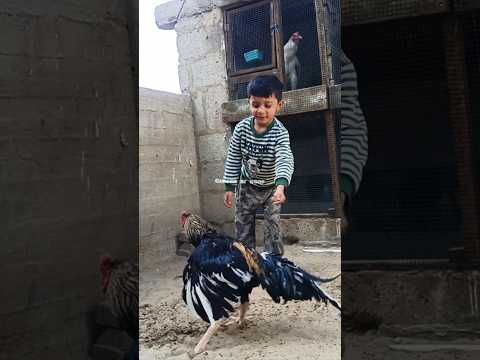 Rooster Lover #aseel #murga #shortvideo