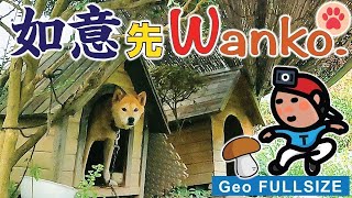 ? 【GeoLOG再録】如意先Wanko．(//Geoメン限 2022-07-26)