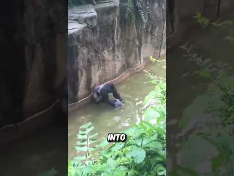 Boy Falls into Gorilla Enclosure at U.S. Zoo