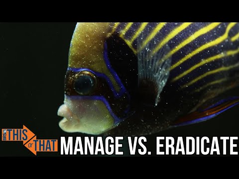 Handling Pests in Your Reef Tank: Eradicate or Manage?
