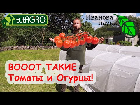 Свекольный метод! Увеличить урожай томата и огурца без обработок и подкормок! Как? А очень просто!