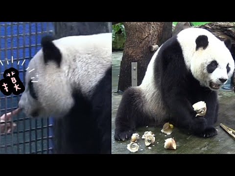 圓仔網格邊觀察保育員，被保育員摸了一下，圓仔說：摸了就要給點心|熊貓貓熊The Giant Panda Yuan Yuan and Yuan Bao|台北市立動物園