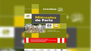EN VIVO | Miércoles de feria • Everdem