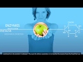 Cellular Respiration Concepts