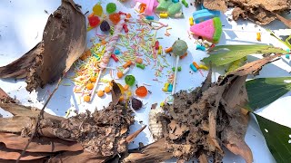 Ants🐜life | Animal life 🦀 P6